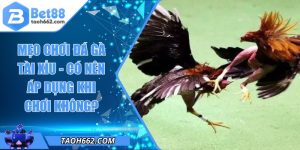 Mẹo Chơi Đá Gà Tài Xỉu - Có Nên Áp Dụng Khi Chơi Không?