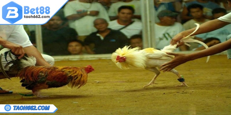 Mẹo Chơi Đá Gà Tài Xỉu - Có Nên Áp Dụng Khi Chơi Không? 1 Sơ lược về mẹo chơi đá gà tài xỉu tại nhà cái