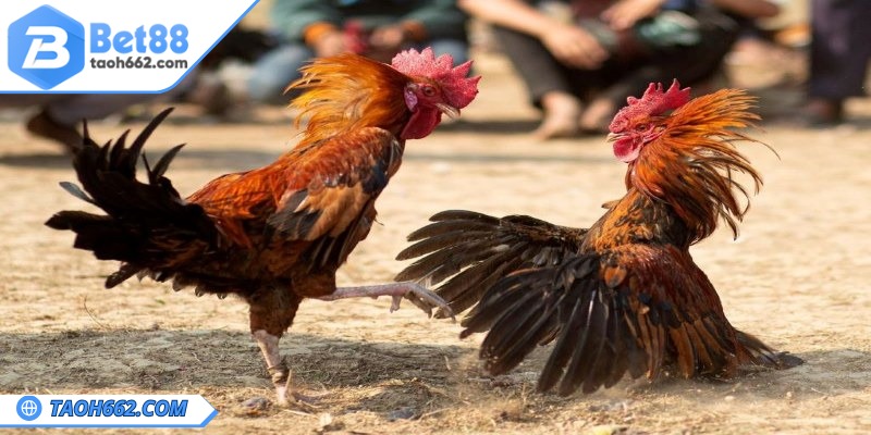 Chọn kê chiến dựa trên hình dáng bên ngoài
