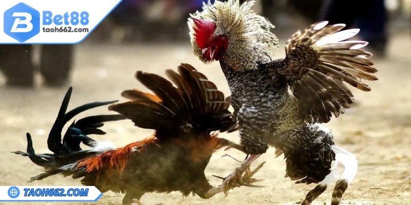 Mẹo nhận biết gà đá có lực thông qua vảy 