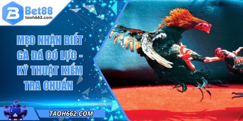 Mẹo Nhận Biết Gà Đá Có Lực - Kỹ Thuật Kiểm Tra Chuẩn 