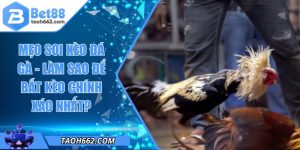 Mẹo Soi Kèo Đá Gà - Làm Sao Để Bắt Kèo Chính Xác Nhất?
