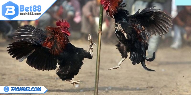 Tổng quan về soi kèo đá gà tại nhà cái