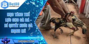 Mẹo Tăng Thể Lực Cho Gà Đá - Bí Quyết Nuôi Gà Mạnh Mẽ