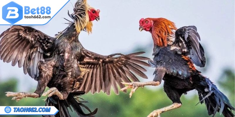Cho gà chạy bộ vào buổi sáng