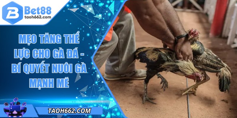 Mẹo Tăng Thể Lực Cho Gà Đá - Bí Quyết Nuôi Gà Mạnh Mẽ