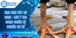 Mẹo Xem Vảy Gà Chọi - Lưu Ý Khi Chọn Chiến Kê Chuẩn Sư Kê
