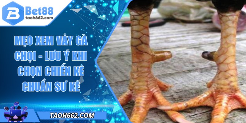 Mẹo Xem Vảy Gà Chọi - Lưu Ý Khi Chọn Chiến Kê Chuẩn Sư Kê