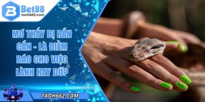 Mơ Thấy Bị Rắn Cắn - Là Điềm Báo Cho Việc Lành Hay Dữ?