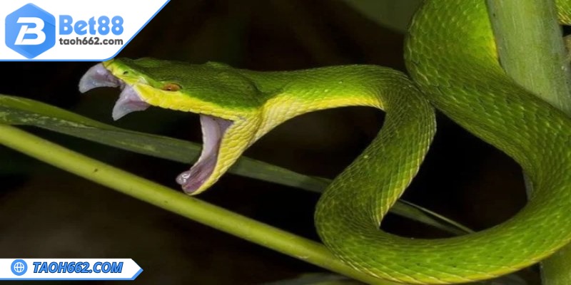 Mơ Thấy Bị Rắn Cắn - Là Điềm Báo Cho Việc Lành Hay Dữ? 1 Ý nghĩa giấc mộng mơ thấy bị rắn cắn