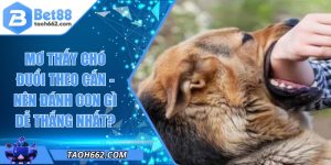 Mơ Thấy Chó Đuổi Theo Cắn - Nên Đánh Con Gì Dễ Thắng Nhất?