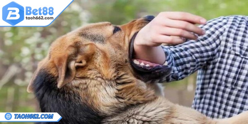 Giải mã ý nghĩa mơ thấy chó đuổi theo cắn theo các hoàn cảnh