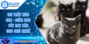 Mơ Thấy Mèo Đen - Điềm Báo Tốt Hay Xấu Cho Chủ Nhân